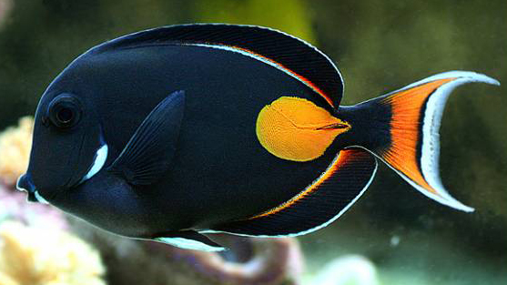 ACANTHURUS ACHILLES